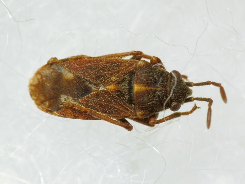 Lygaeosoma anatolicum Seidenstücker, 1960